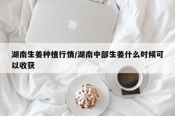 湖南生姜种植行情/湖南中部生姜什么时候可以收获